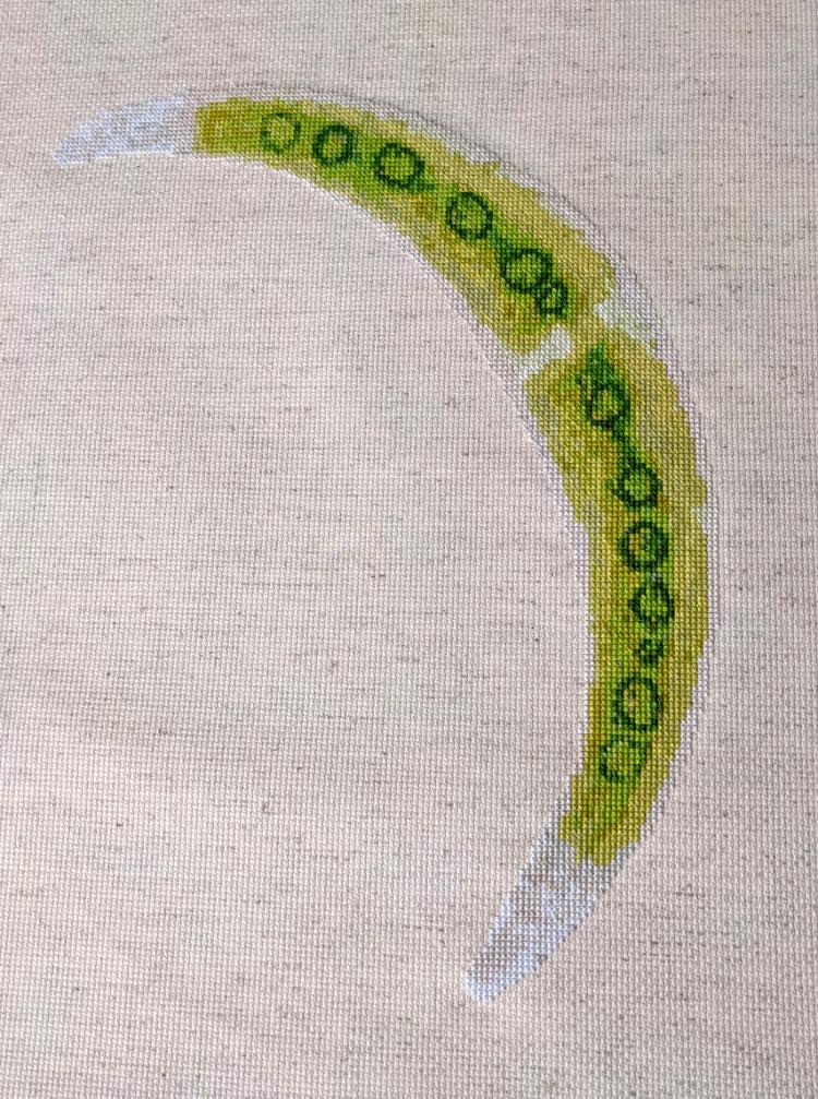 Embroidery with green algae shapes
