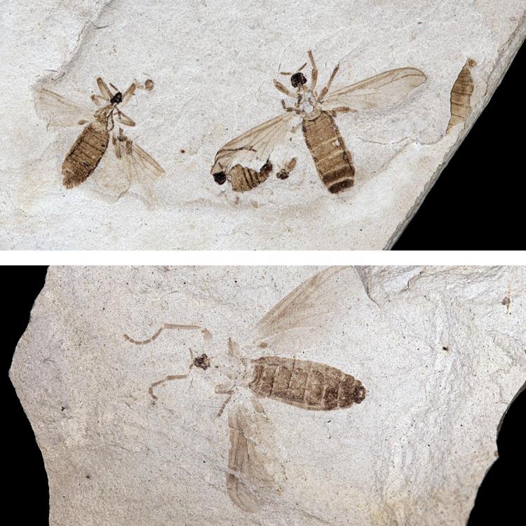 March Flies