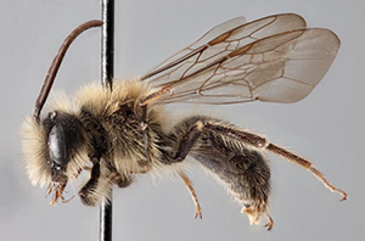 Bee in the CU Museum collection