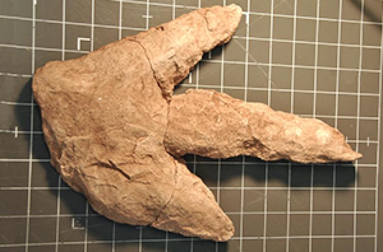 Dinosaur track