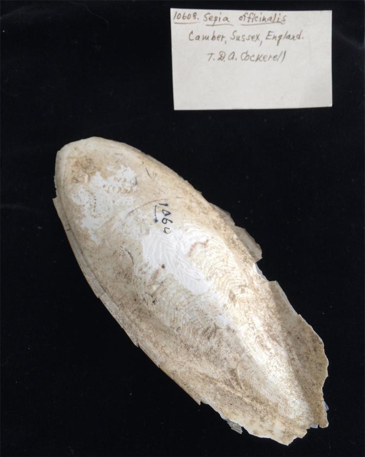 cuttlefish