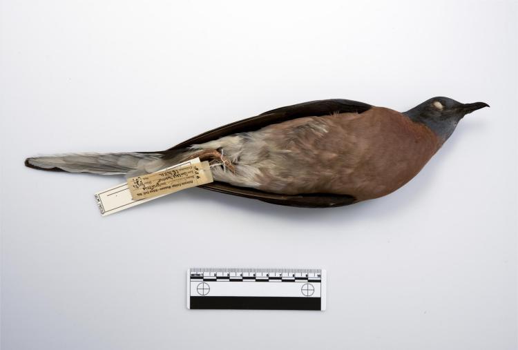 passenger pigeon