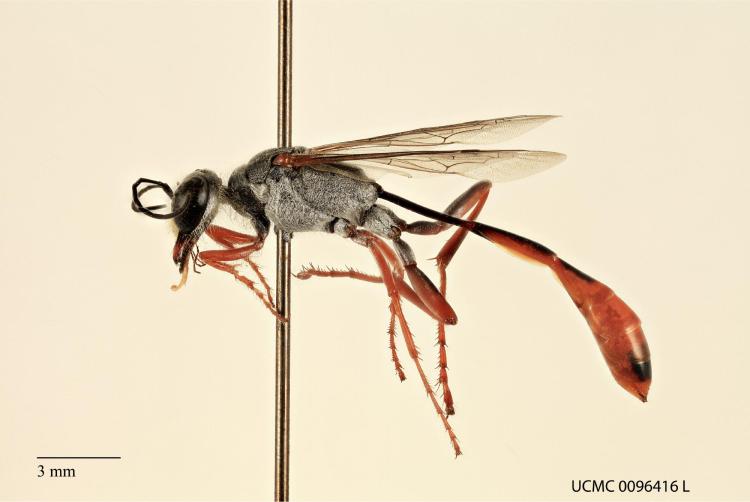 sand wasp