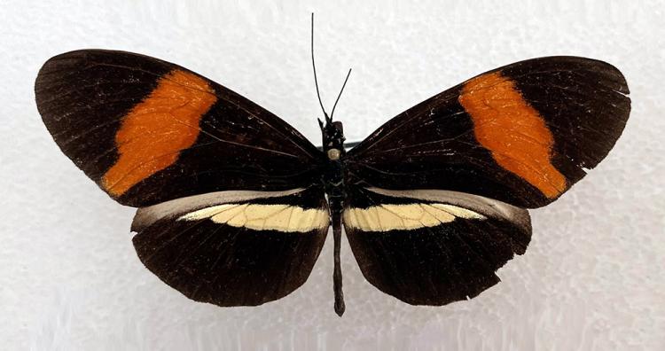 postman butterfly