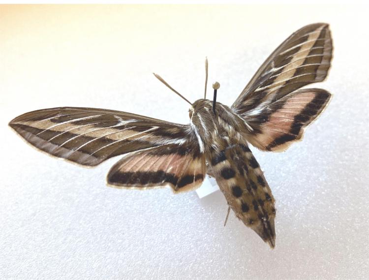 white-lined sphinx