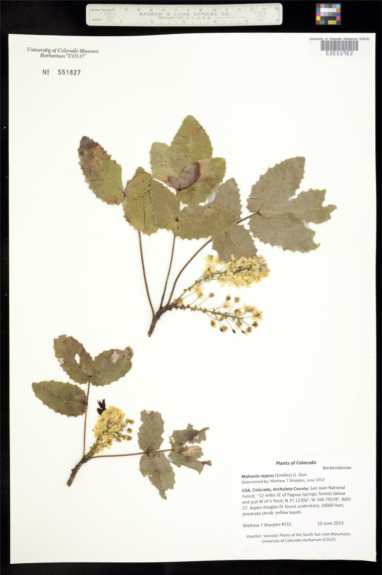 Oregon grape