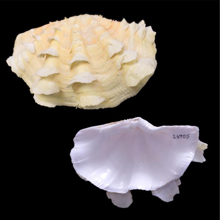 Giant Clam