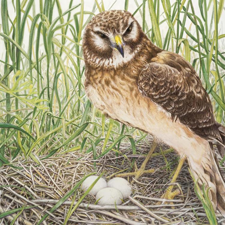 Owl with nest