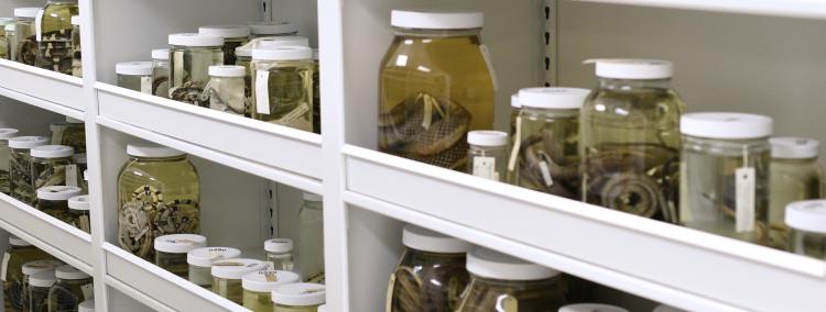 snake specimens in jars