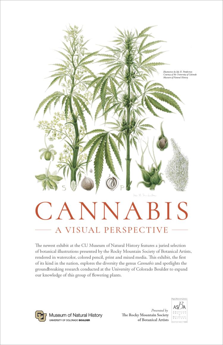 Cannabis: A Visual Perspective