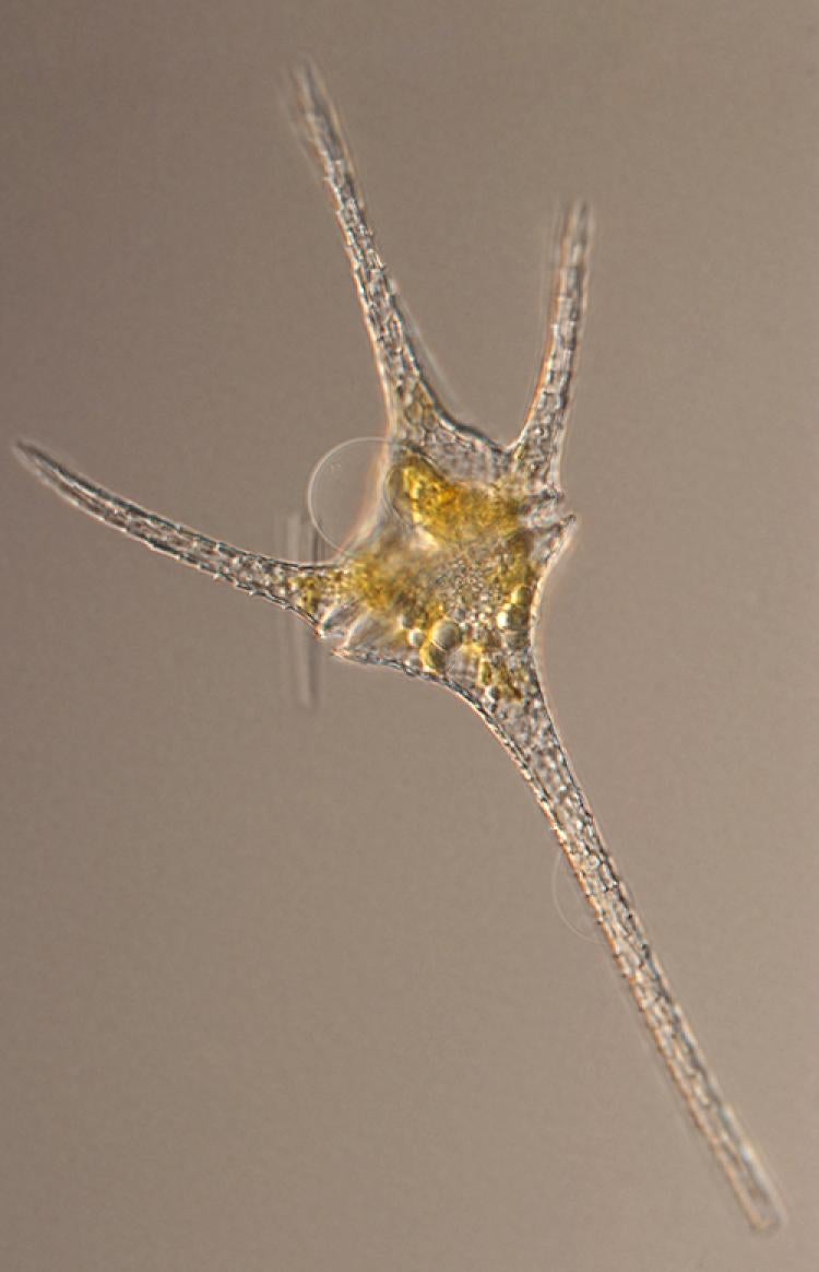 ceratium