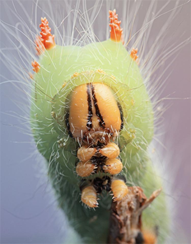 caterpillar