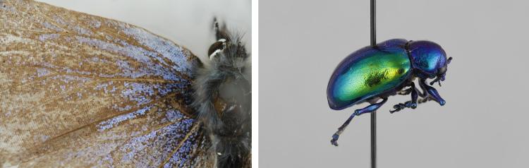 Close-up of a butterfly and a metallic beetle