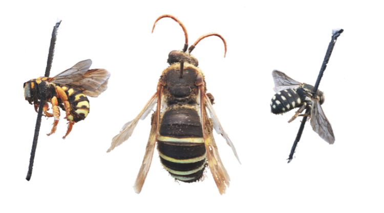 three pinned specimen from digitization collection