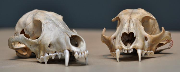 animal skulls