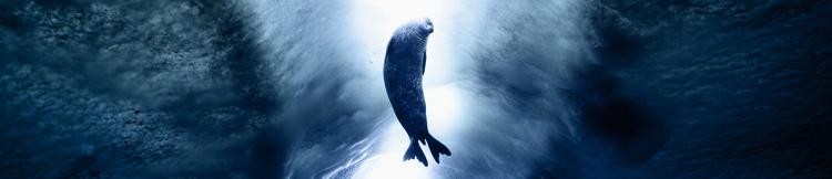 Seal swimming in Ross Sea