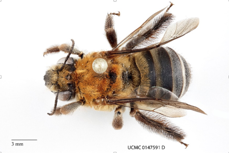bee specimen pinned on white backdrop.