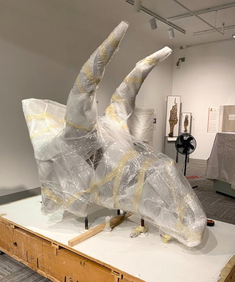 Triceratops skull wrapped in plastic in Paleontology Hall