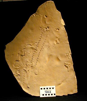 fossil piece with small tracks running across
