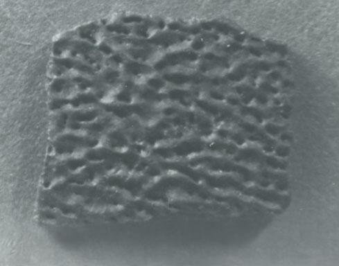 Fragment of fossilized eggshell