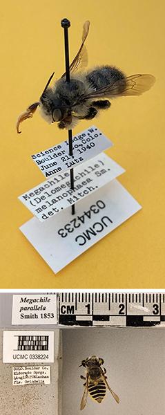 pinned bee specimen with label tags