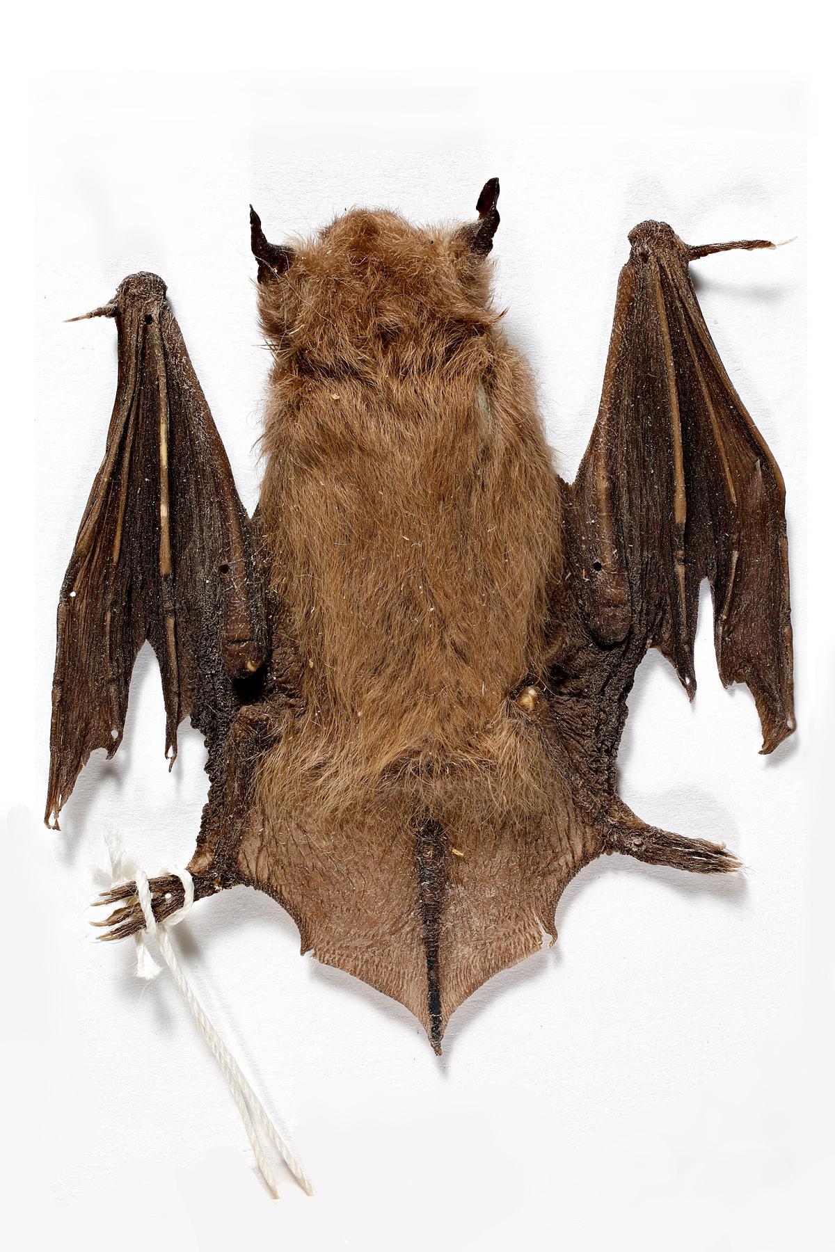 California Myotis (Myotis californicus stephensi)