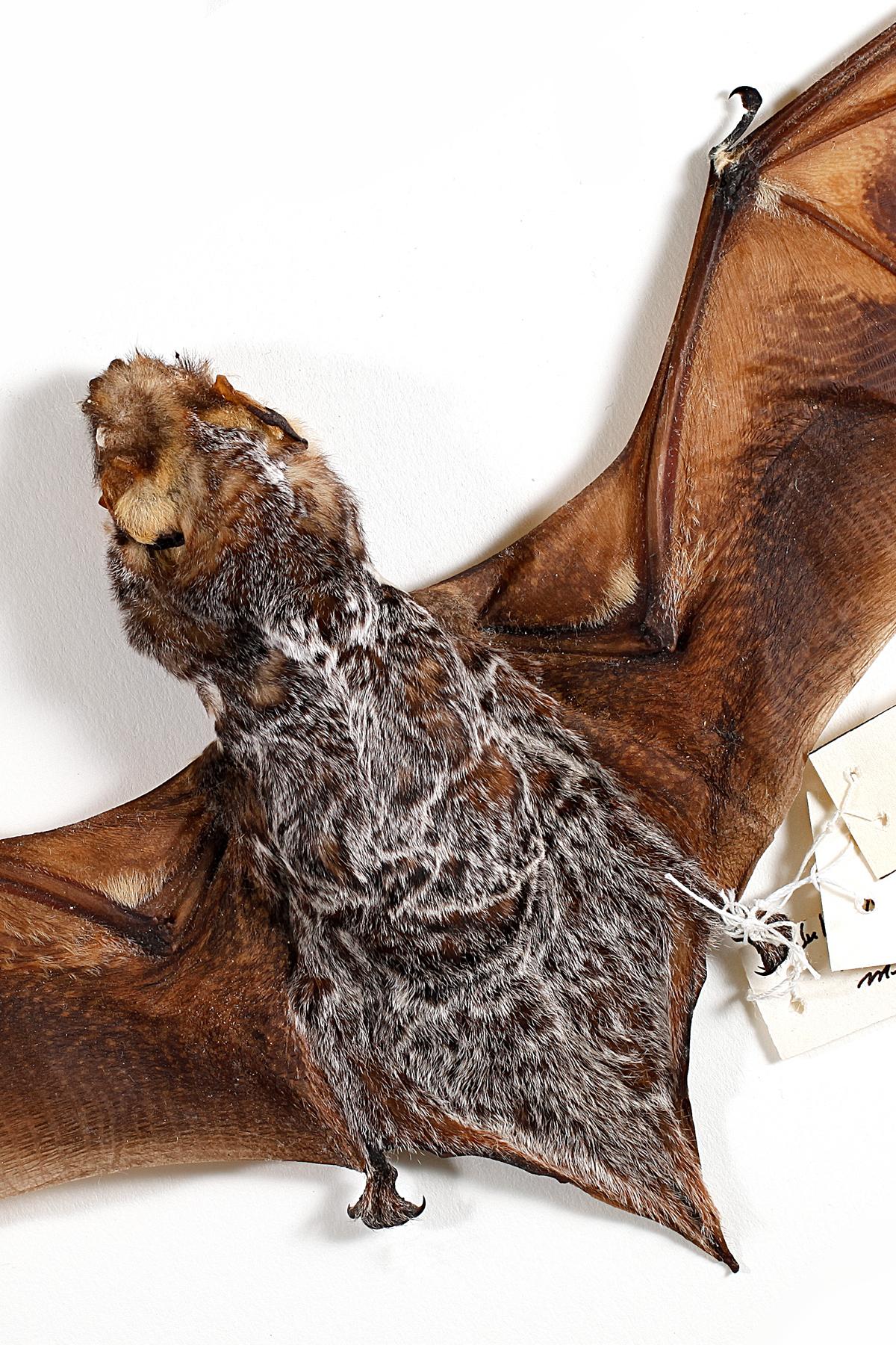 Hoary bat (Lasiurus cinereus cinereus)