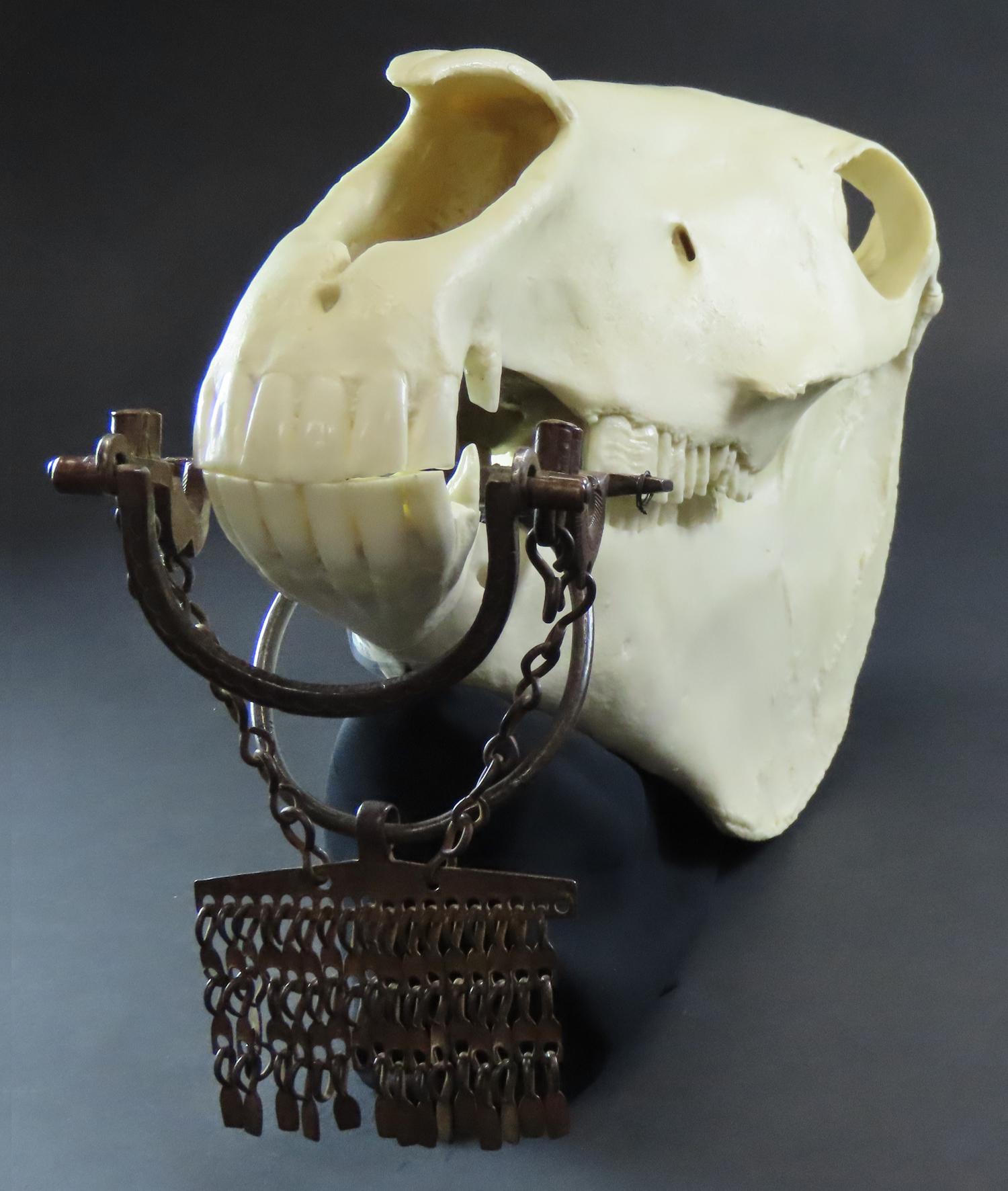 horse skull replica with bit