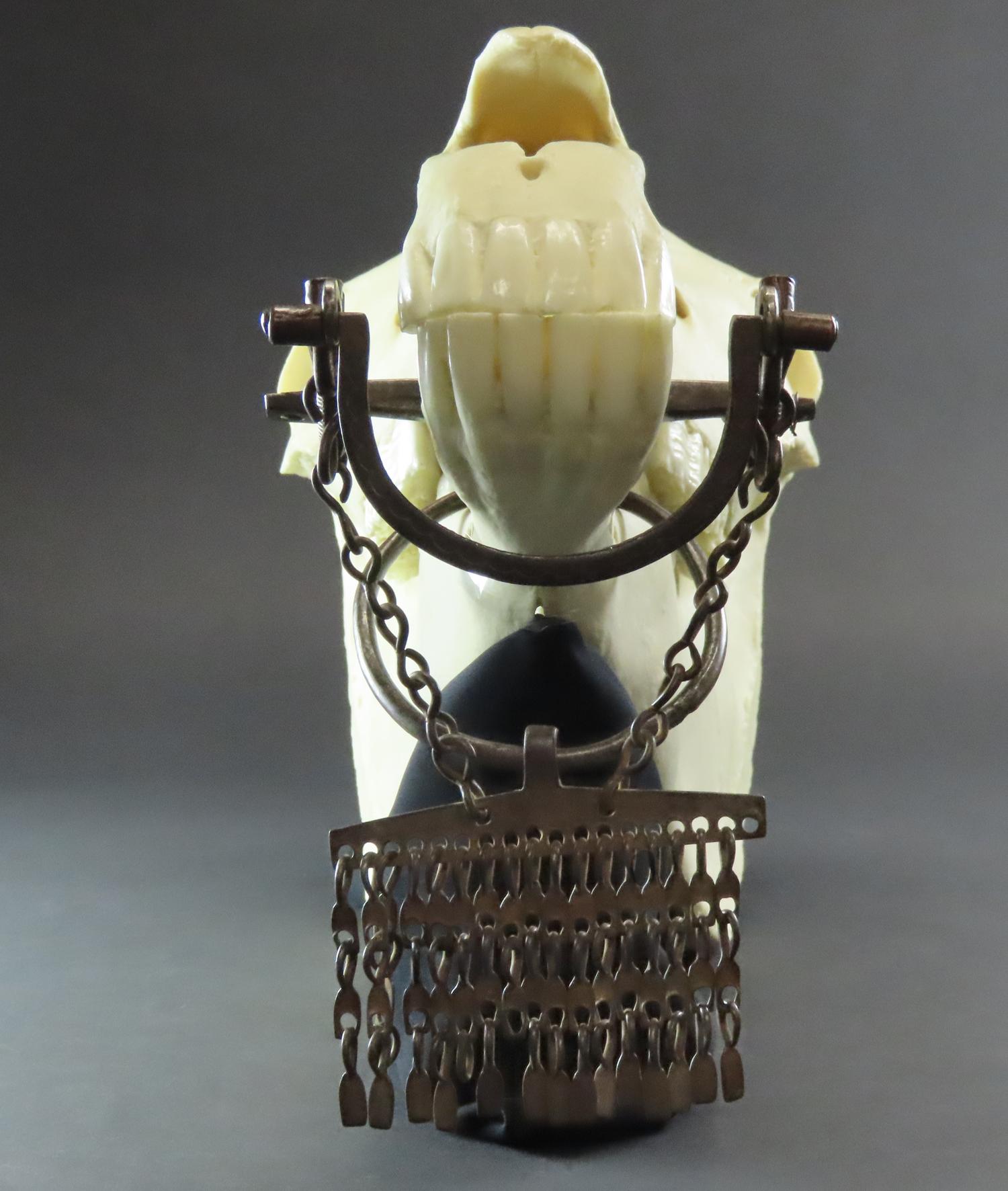horse skull replica with bit