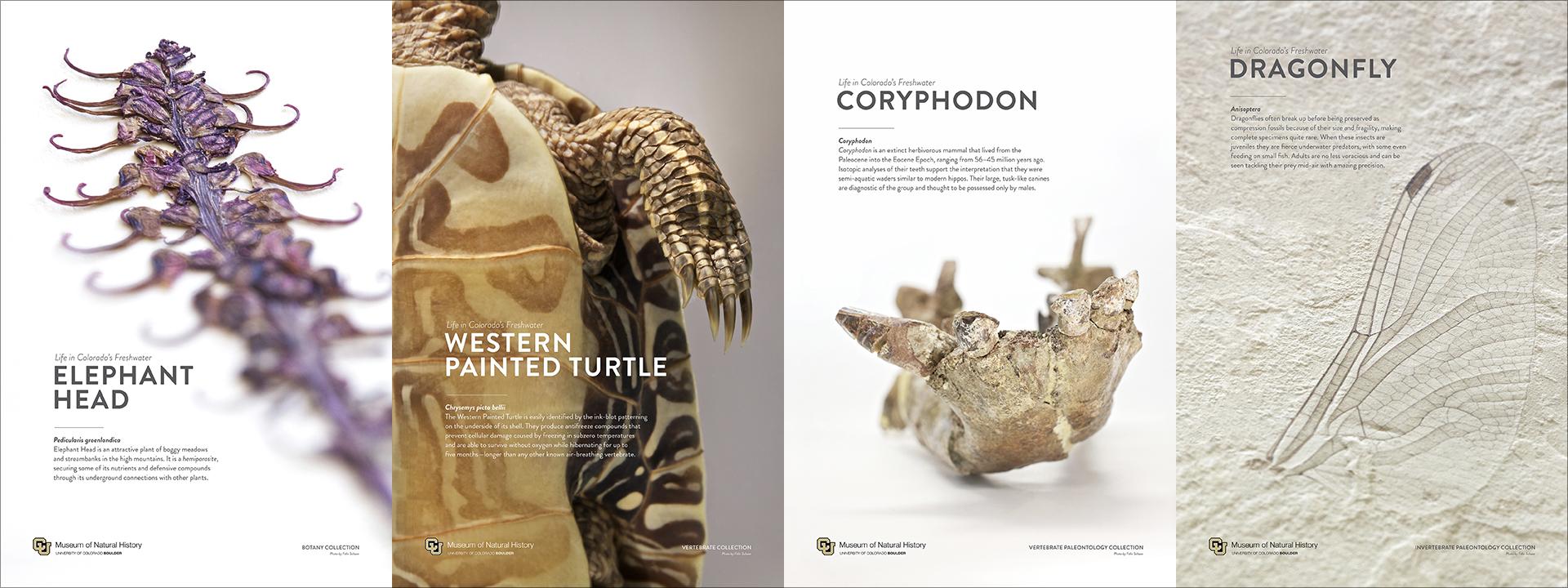 Natural history objects