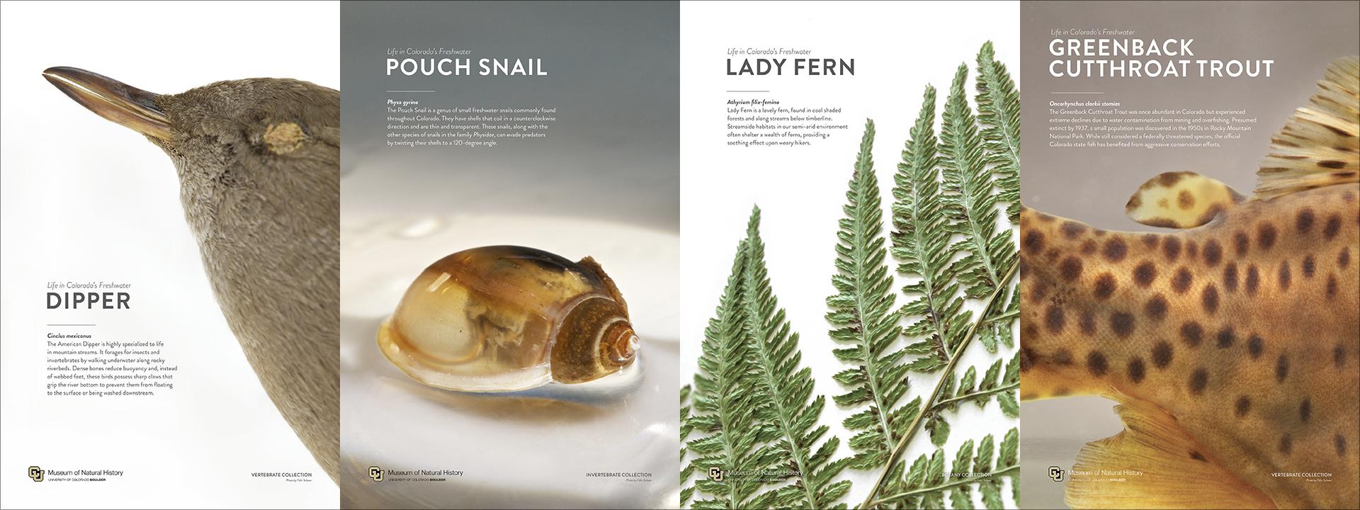 Natural history objects