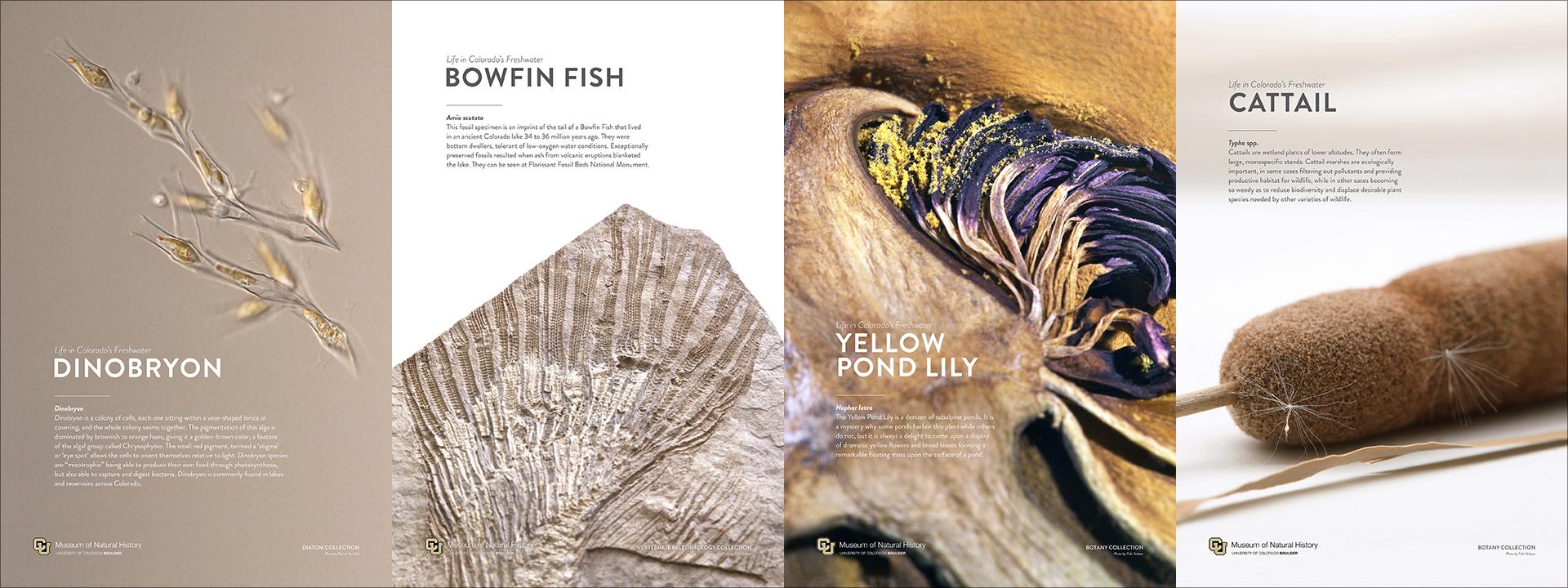 Natural history objects
