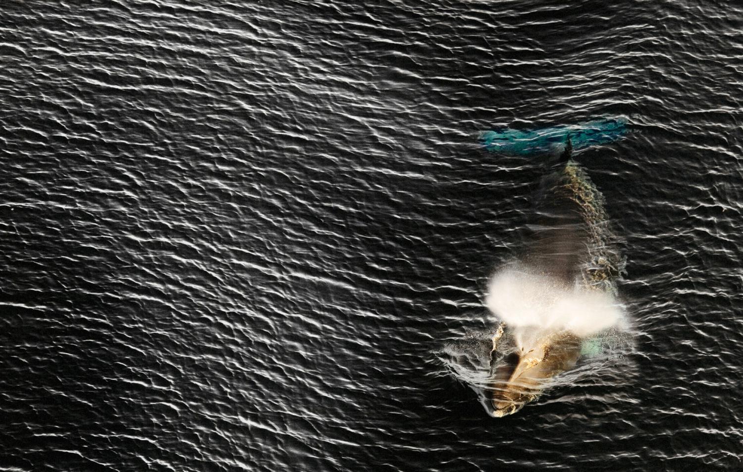 minke whale swimming