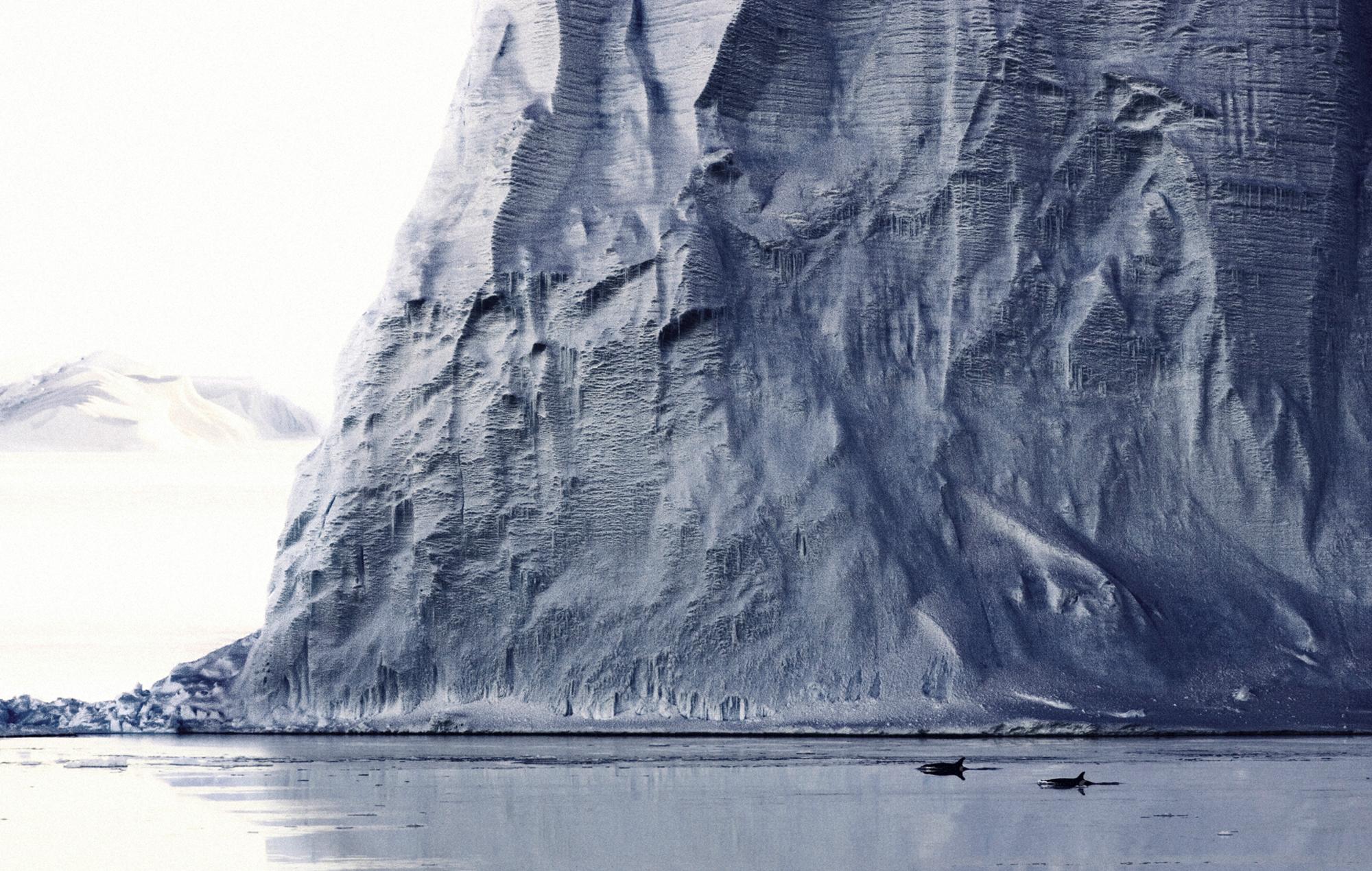 Orcas swimming in front of large icebergs.