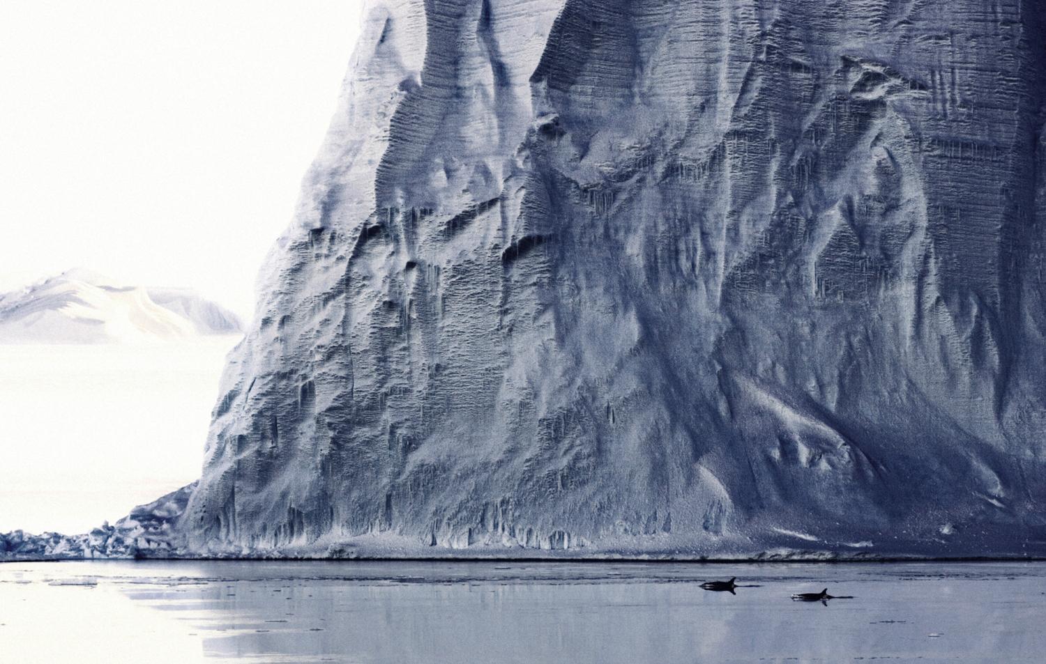orcas swimming in front of iceberg