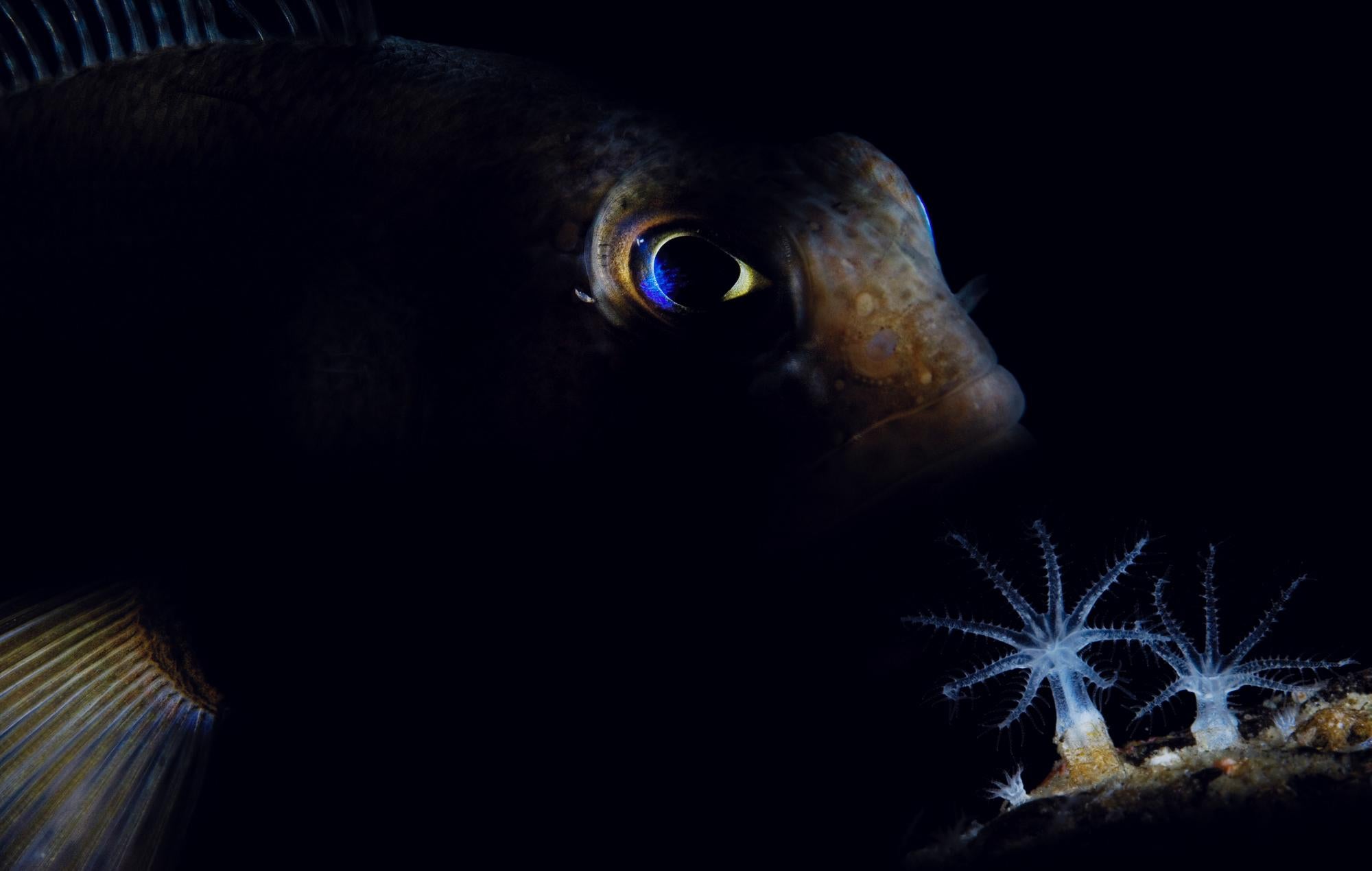 Tremetomus fish.