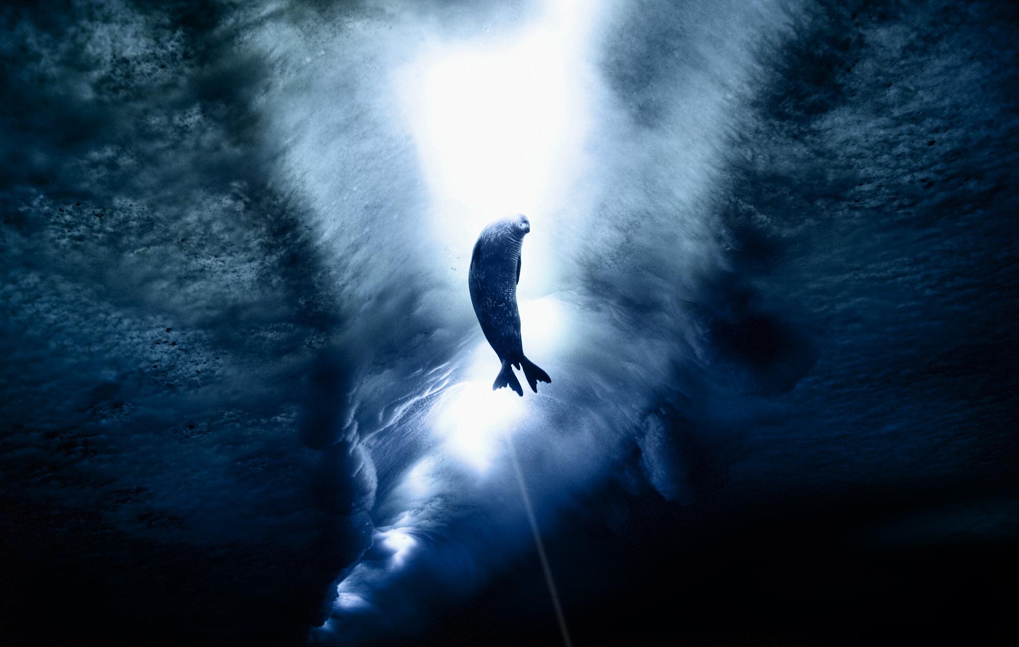 Wedell Seal swimming with sun shining through water.