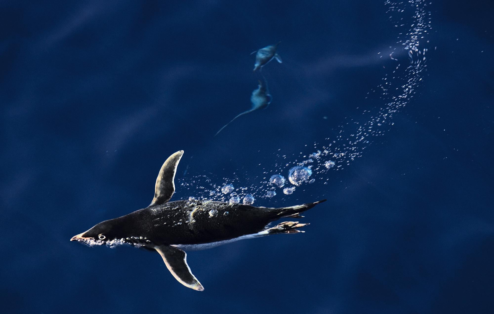Adelie penguin swimming underwater.