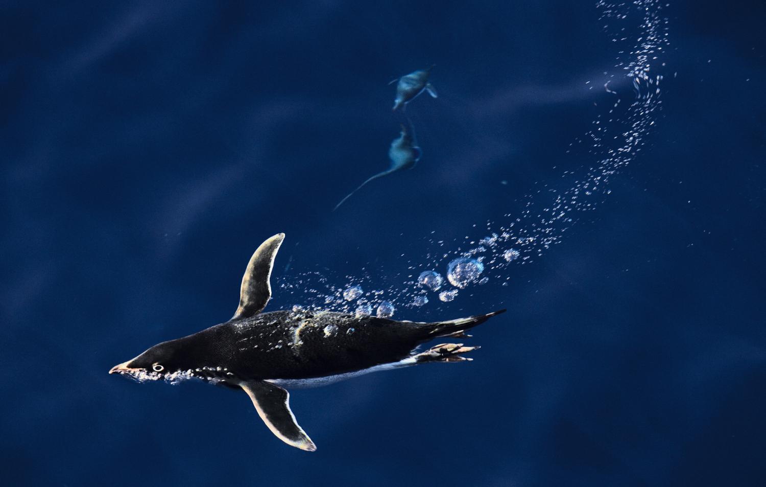 penguin swimming