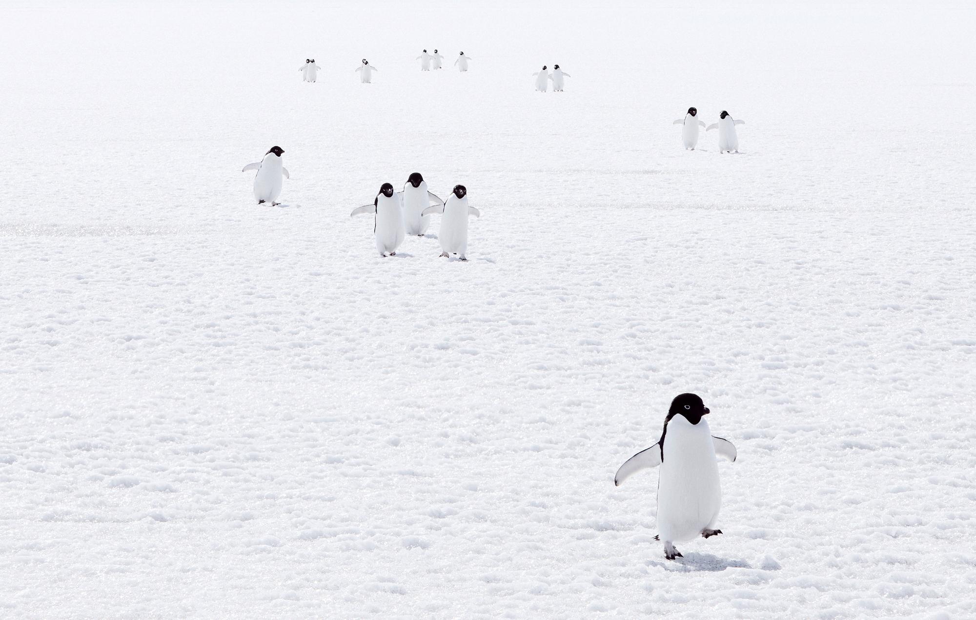 Adelie penguins walking on ice.