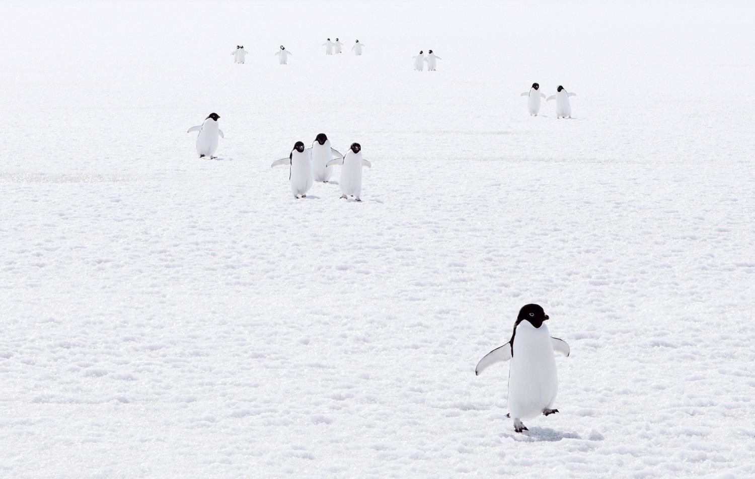penguins walking on ice