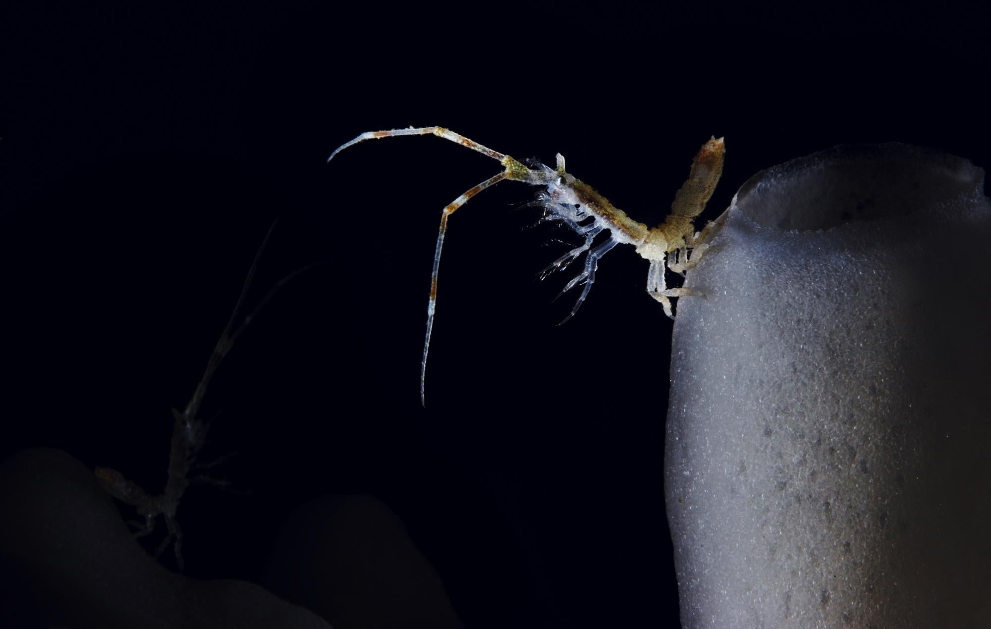 Antarcturus