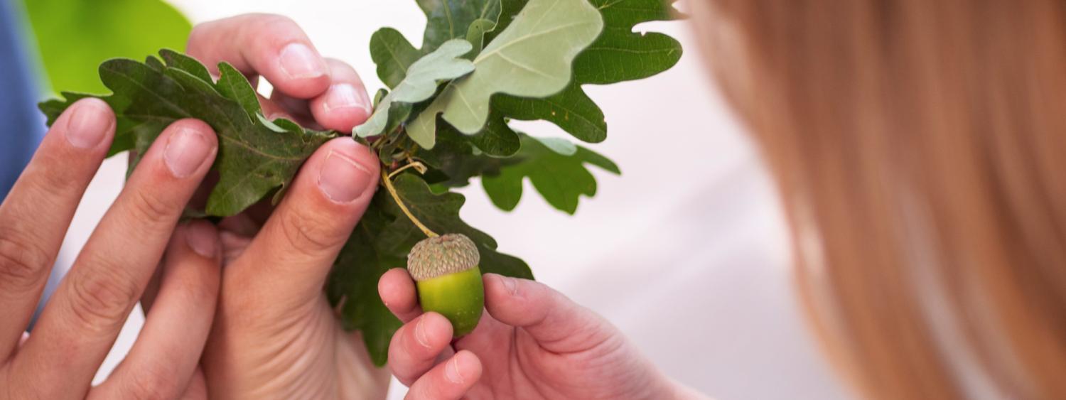 Adult and child looking at acorn