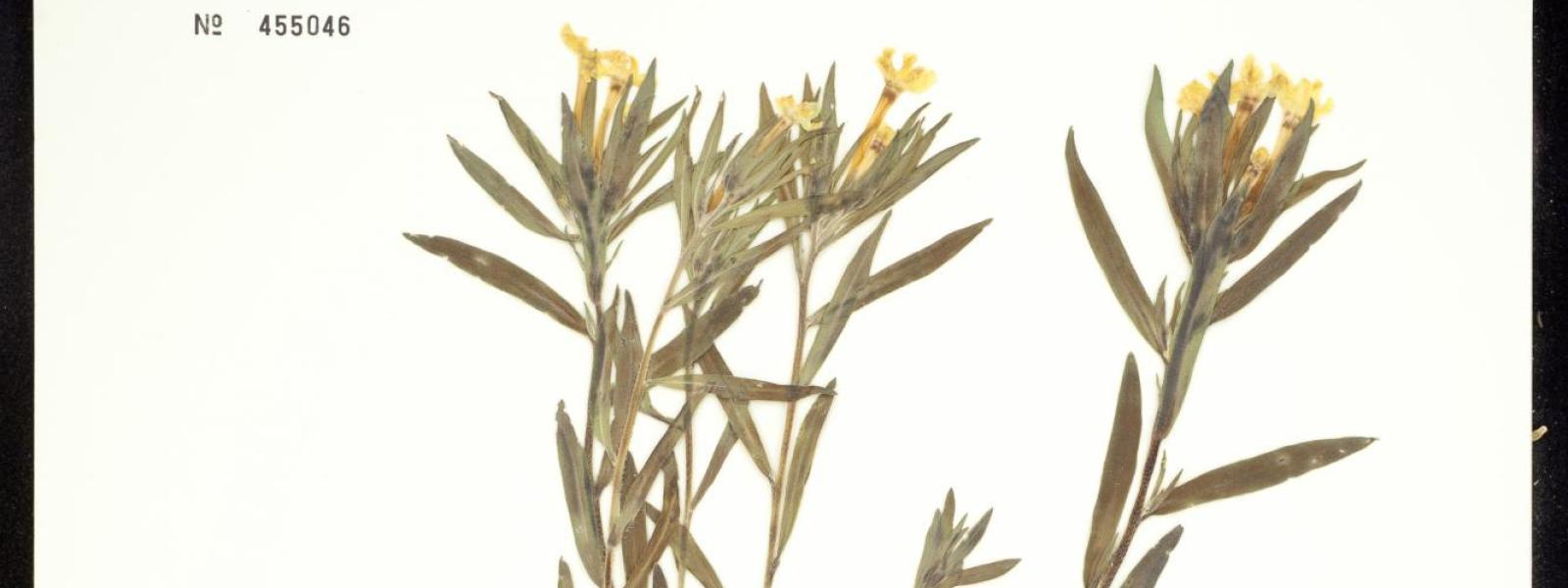 Lithospermum incisum (Narrow-Leaved Puccoon)