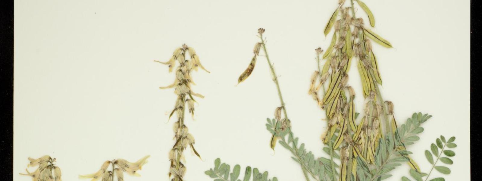 Astragalus drummondii (Drummond's Milk Vetch)