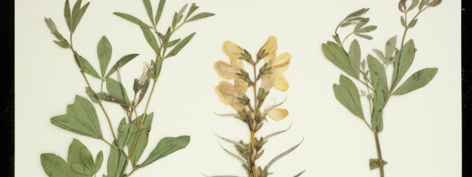 Thermopsis divaricarpa (Golden Banner)