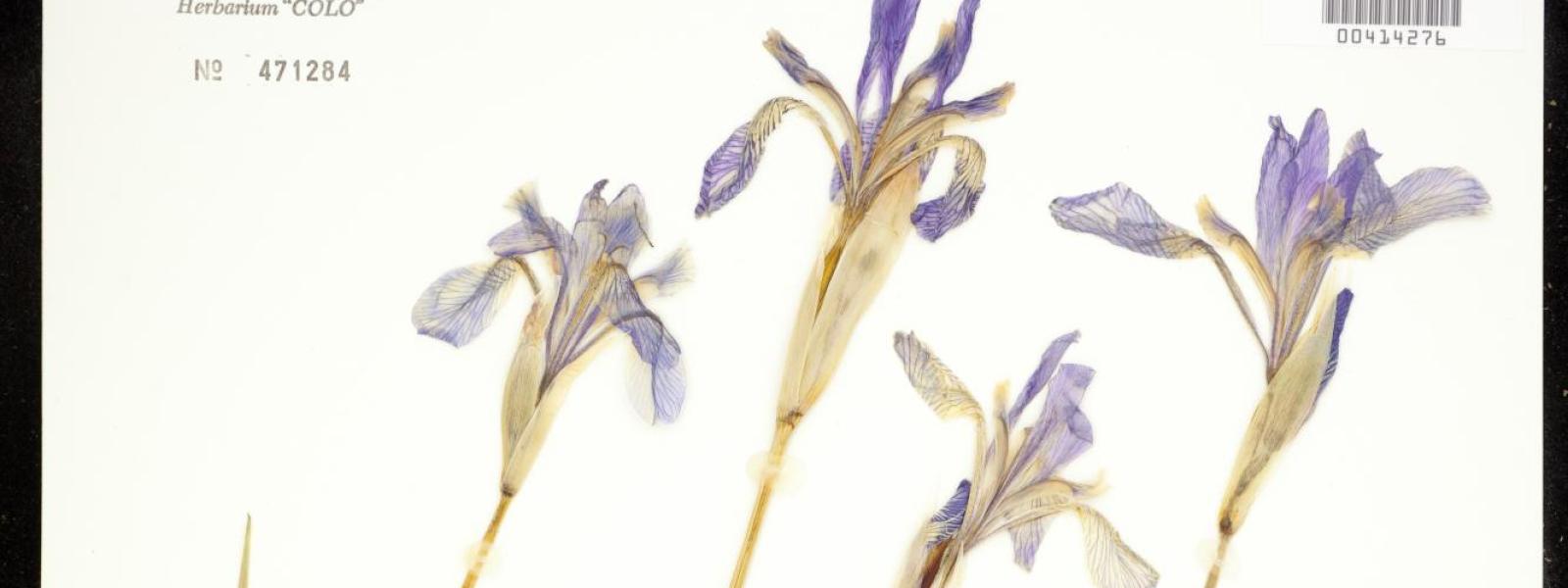 Iris missourieness (Rocky Mountain Iris)