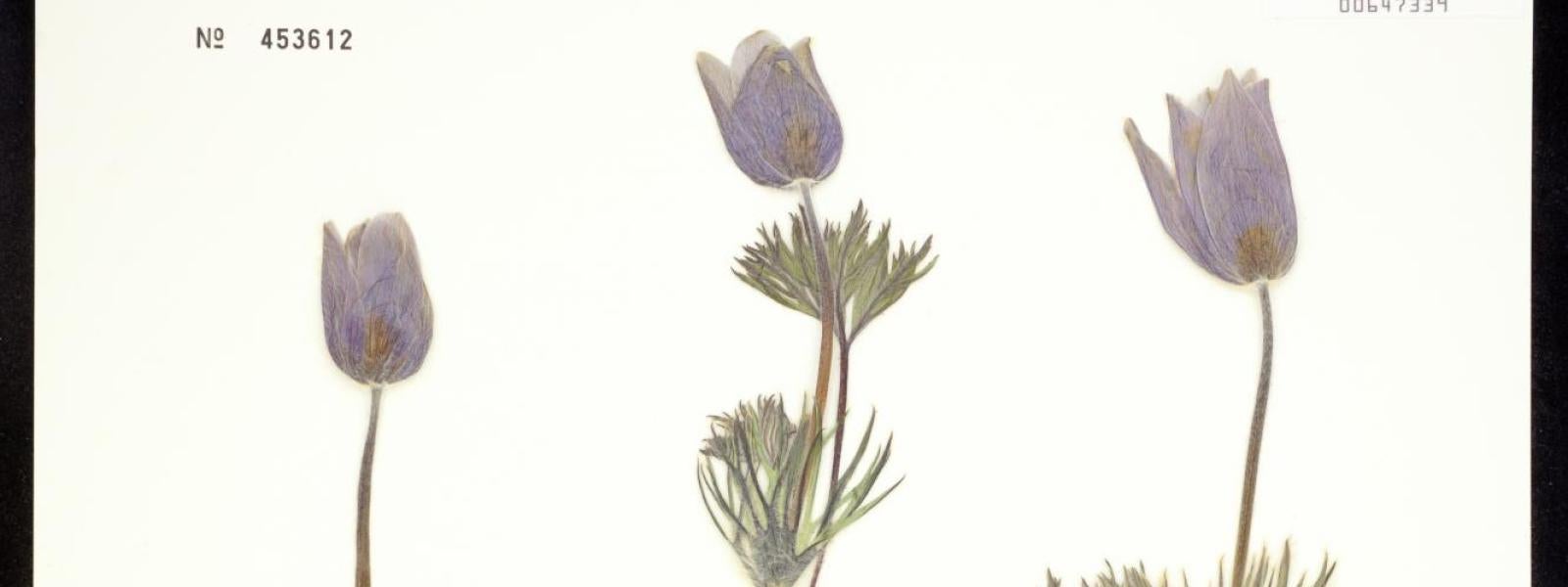 Anemone patens (Pasque Flower)