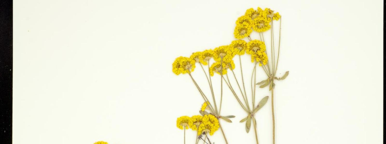 Eriogonum umbellatum (Sulphur Flower)