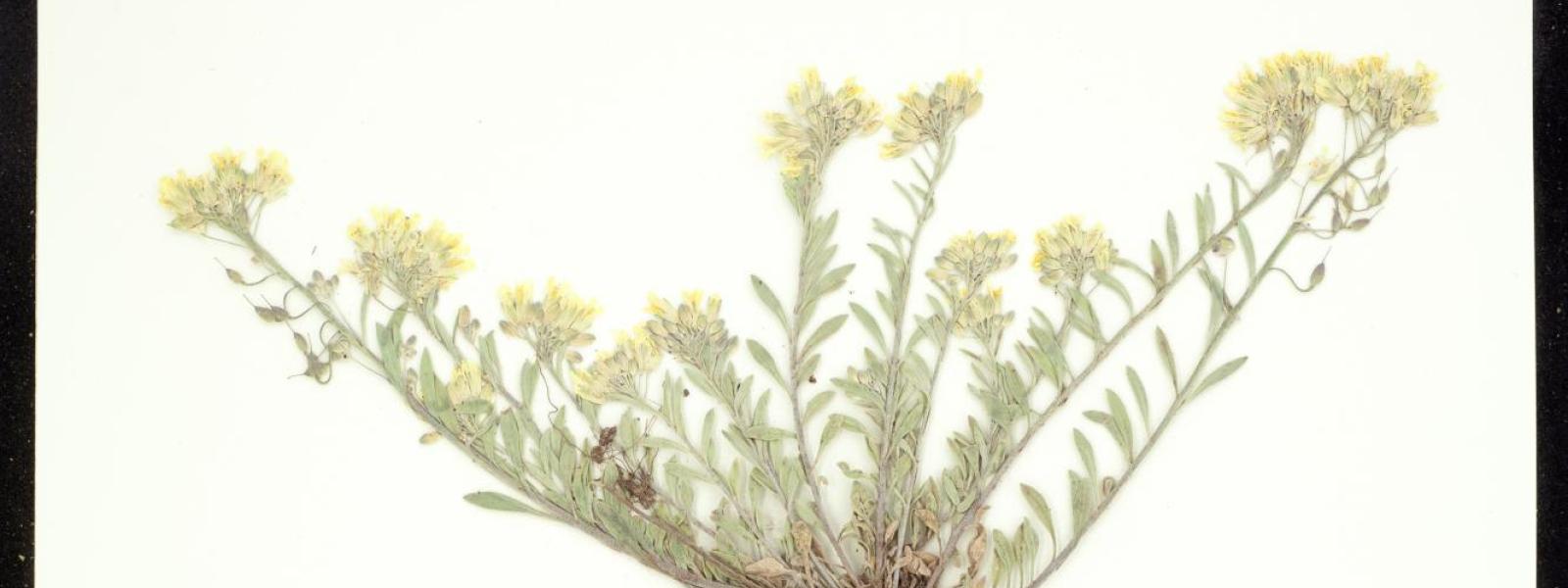 Physaria montana (Mountain Bladder-Pod)
